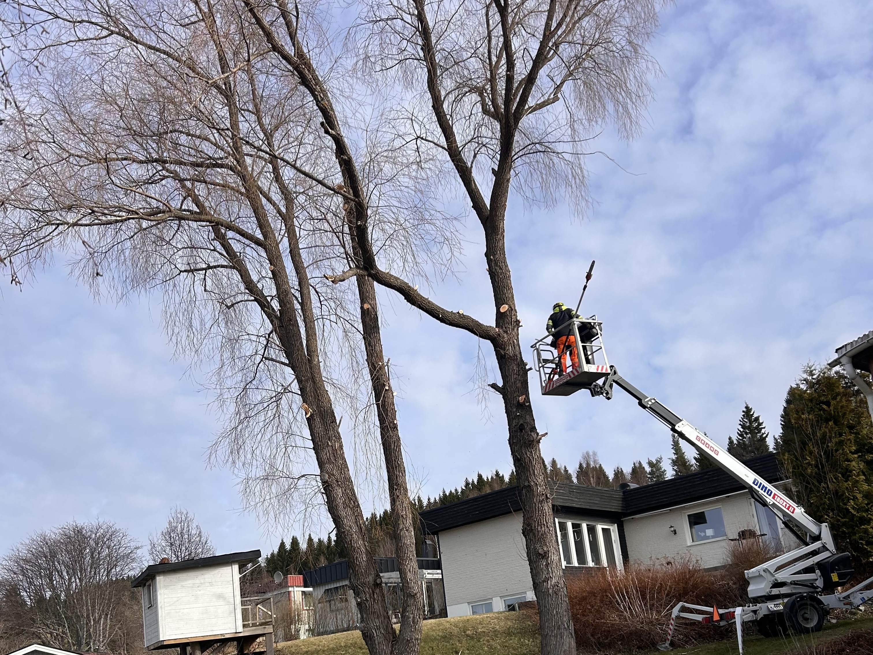 Sektionsfällning Örnsköldsvik